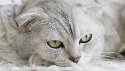 开云体育APP下载-阿根廷绝地反击尤文，格拉利什惊艳世界