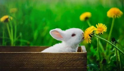 开云体育app-德国乒乓球队轻取奥地利，张继科惊天逆转再现荣耀风采