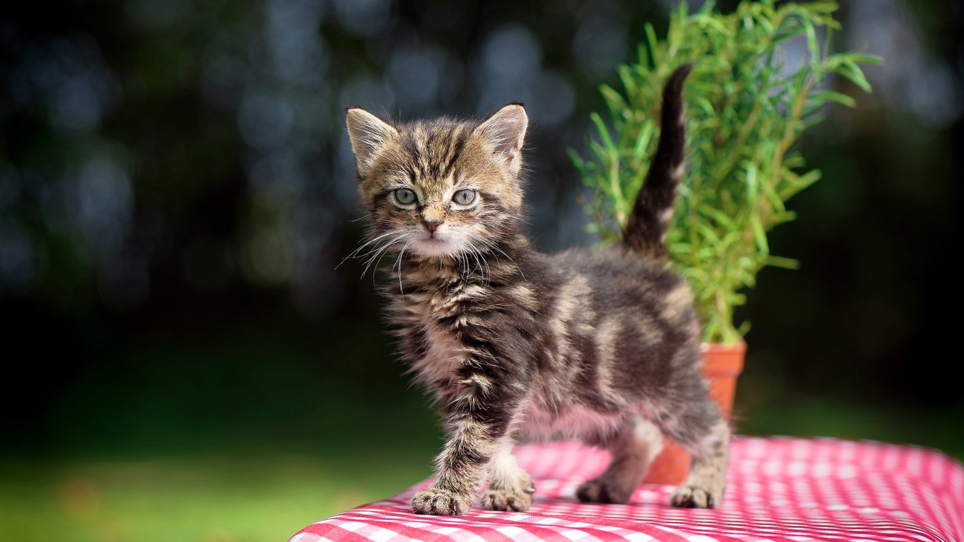 新疆队击败步行者？库里总决赛主宰力背后的篮球全球化思考